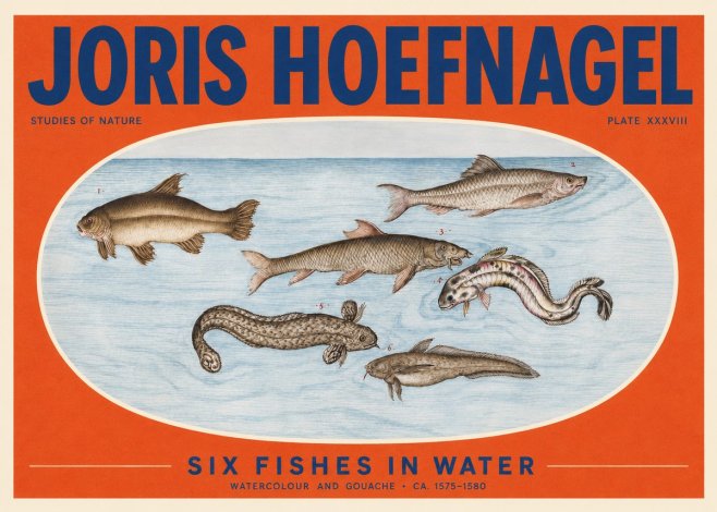Joris Hoefnagel Six Fishes in Water II No2 - Plakat