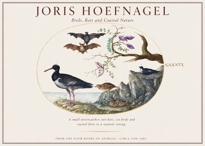 Joris Hoefnagel Birds, Bats and Coastal Nature No1 - Plakat