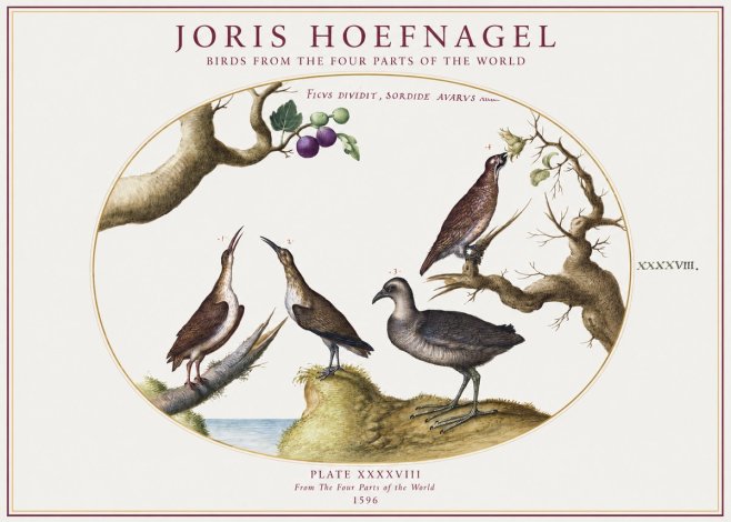 Joris Hoefnagel Birds from the Four Parts of the World No1 - Plakat