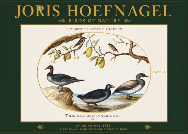 Joris Hoefnagel Plate Xxxvii from the Four Books of Birds No2 - Plakat