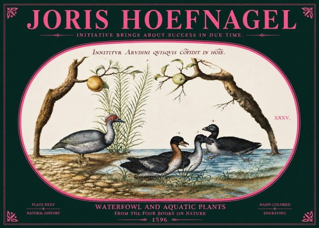 Joris Hoefnagel Waterfowl and Aquatic Plants No6 - Plakat