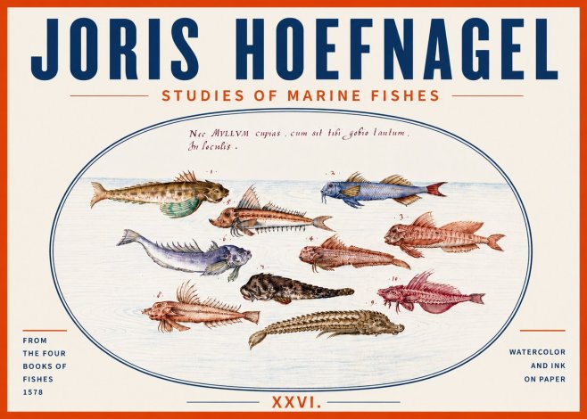 Joris Hoefnagel Studies of Marine Fishes No5 - Plakat