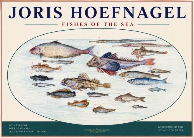 Joris Hoefnagel Fishes of the Sea III No4 - Plakat