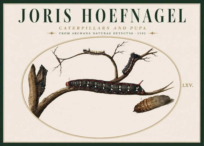 Joris Hoefnagel Caterpillars and Pupa No4 - Plakat