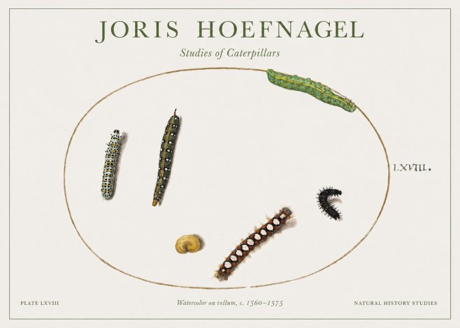 Joris Hoefnagel Studies of Caterpillars No1 - Plakat