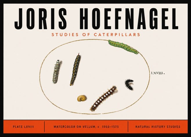 Joris Hoefnagel Studies of Caterpillars No6 - Plakat
