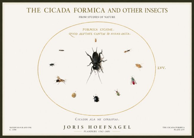 Joris Hoefnagel Formica Cicadae No5 - Plakat