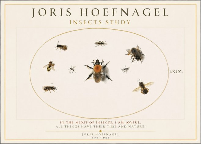 Joris Hoefnagel Insects Study II No1 - Plakat