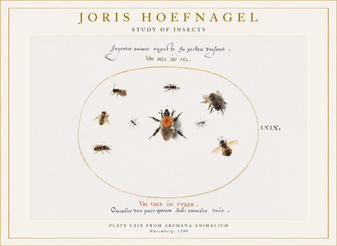 Joris Hoefnagel Insects Study II No6 - Plakat