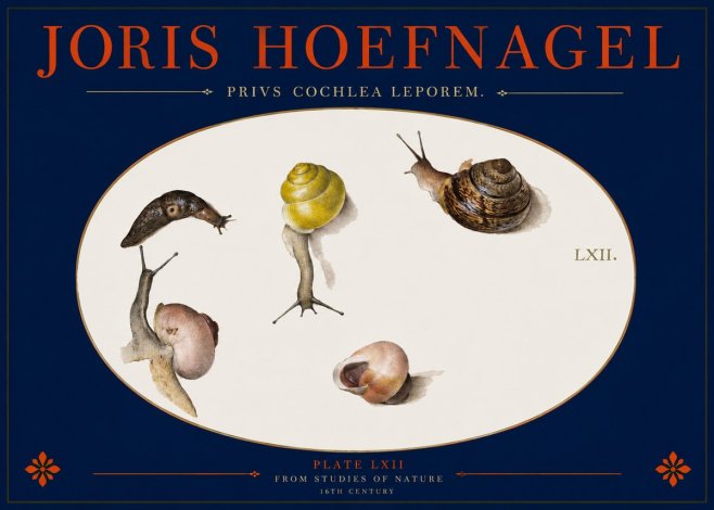 Joris Hoefnagel Privs Cochlea Leporem. No2 - Plakat