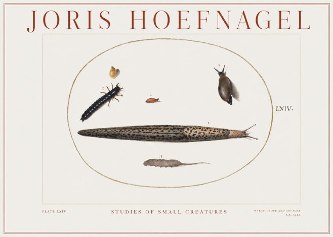 Joris Hoefnagel Plate Lxiv No2 - Plakat