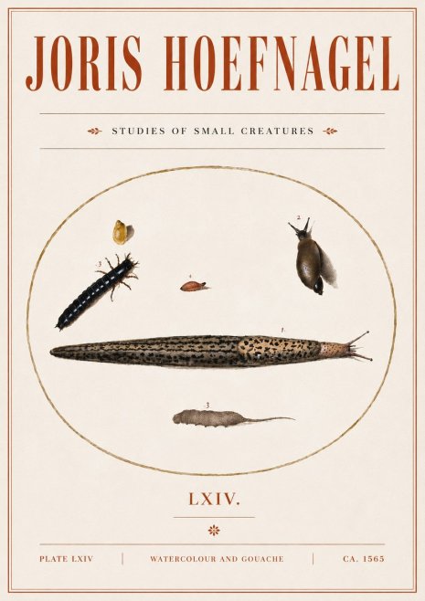 Joris Hoefnagel Plate Lxiv No5 - Plakat