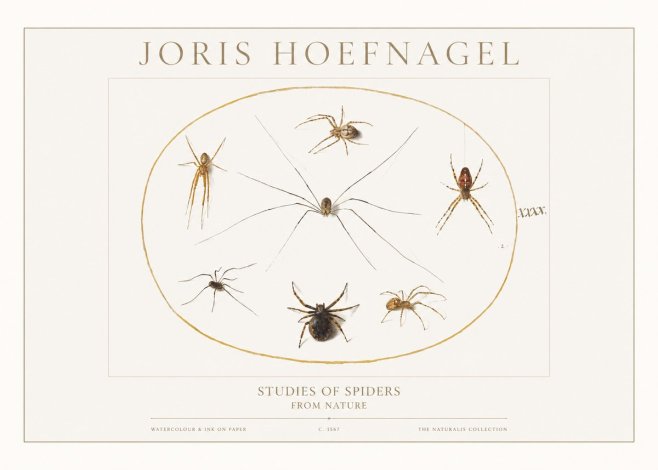 Joris Hoefnagel Studies of Spiders from Nature No1 - Plakat
