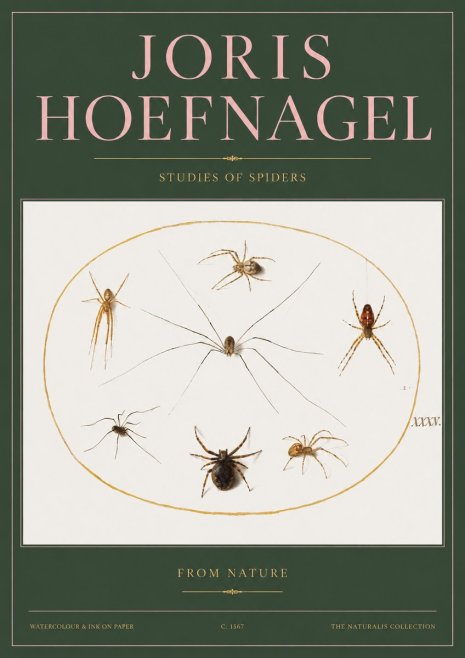 Joris Hoefnagel Studies of Spiders from Nature No2 - Plakat