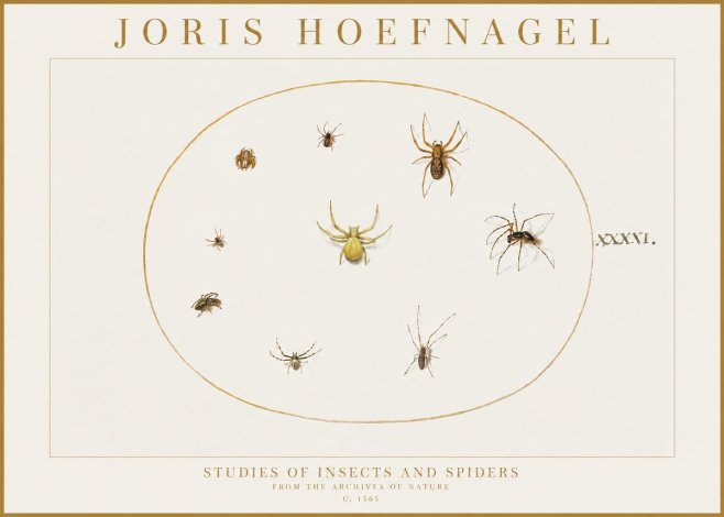 Joris Hoefnagel Studies of Insects and Spiders No1 - Plakat