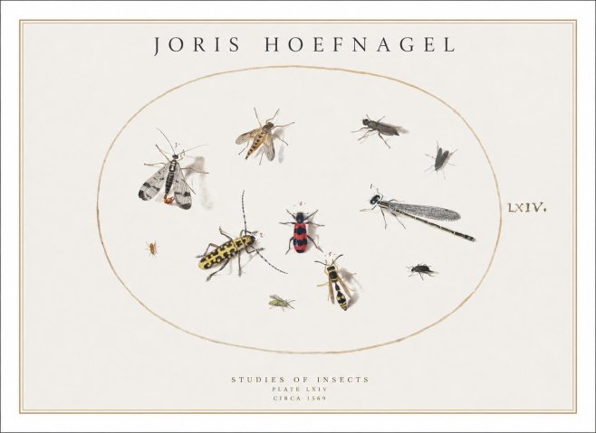 Joris Hoefnagel Studies of Insects - Plate Lxiv No1 - Plakat