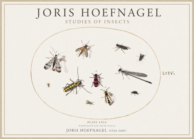 Joris Hoefnagel Studies of Insects - Plate Lxiv No4 - Plakat