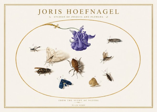 Joris Hoefnagel Studies of Insects and Flowers No5 - Plakat