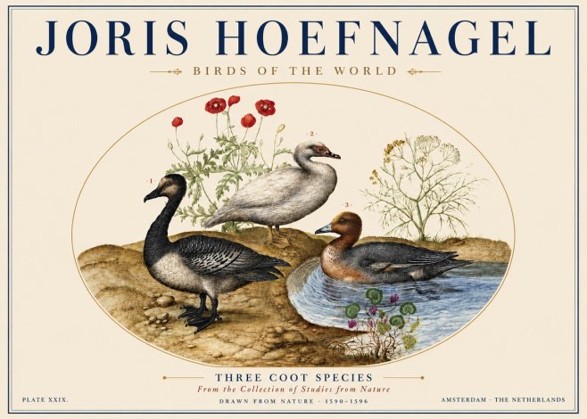 Joris Hoefnagel Three Coot Species No5 - Plakat