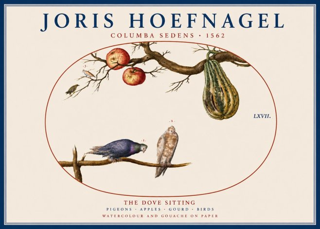 Joris Hoefnagel Pigeons Sitting. No5 - Plakat