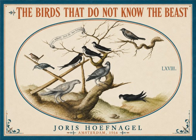 Joris Hoefnagel Birds Study No6 - Plakat