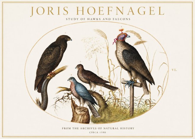 Joris Hoefnagel Studies of Hawks and Falcons No2 - Plakat