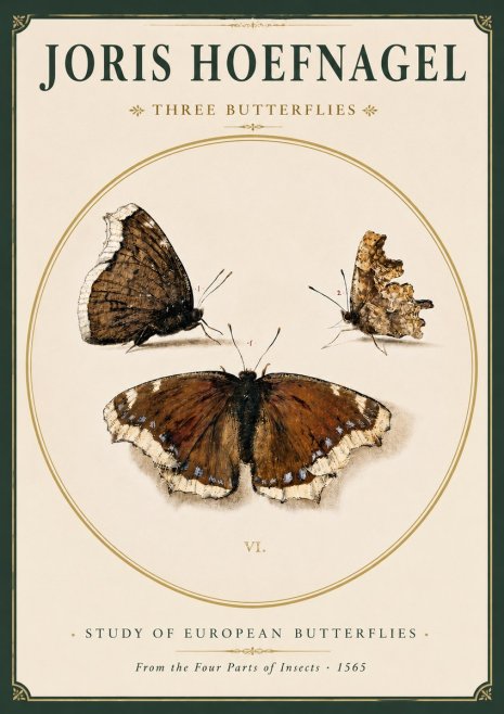 Joris Hoefnagel Three Butterflies I No3 - Plakat