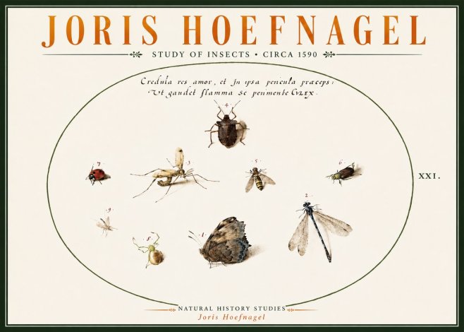 Joris Hoefnagel Study of Insects • Circa 1590 No6 - Plakat