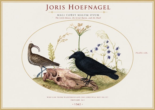 Joris Hoefnagel The Little Raven, the Great Raven, and the Skull No1 - Plakat