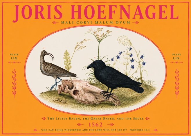 Joris Hoefnagel The Little Raven, the Great Raven, and the Skull No4 - Plakat