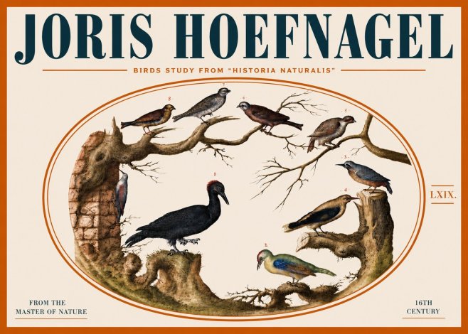 Joris Hoefnagel Birds in an Oval Frame No5 - Plakat