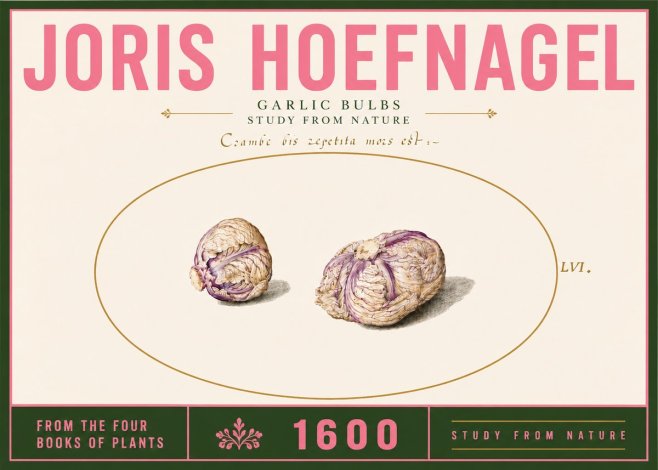 Joris Hoefnagel Garlic Bulbs Study from Nature No6 - Plakat