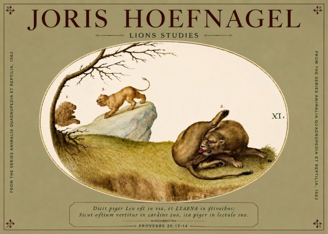 Joris Hoefnagel Lions Studies No4 - Plakat
