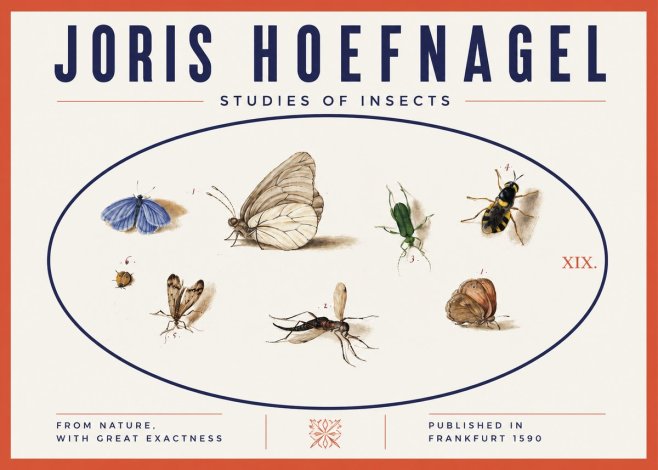 Joris Hoefnagel Studies of Insects V No3 - Plakat