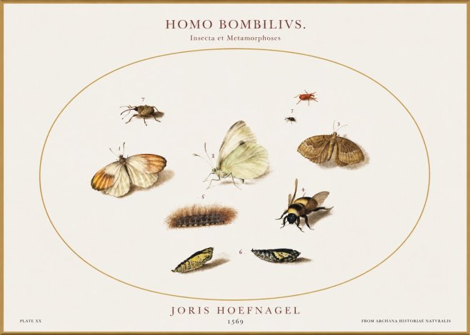 Joris Hoefnagel Homo Bombilivs. Insecta Et Metamorphoses No1 - Plakat