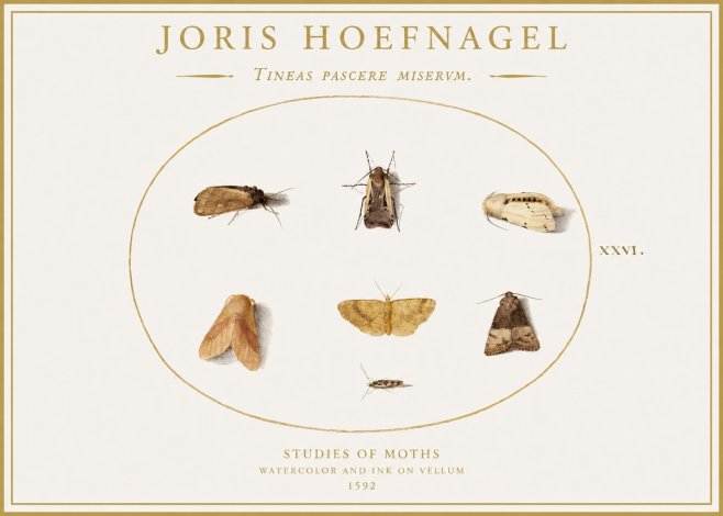 Joris Hoefnagel Studies of Moths II No1 - Plakat