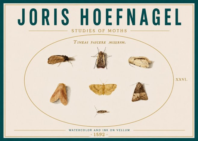 Joris Hoefnagel Studies of Moths II No6 - Plakat