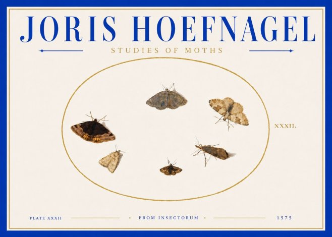 Joris Hoefnagel Studies of Moths III No6 - Plakat