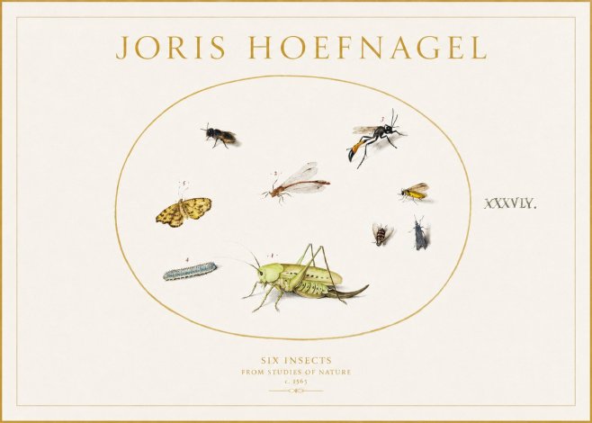 Joris Hoefnagel Six Insects from Studies of Nature C. 1565 No1 - Plakat