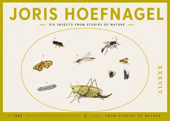 Joris Hoefnagel Six Insects from Studies of Nature C. 1565 No4 - Plakat
