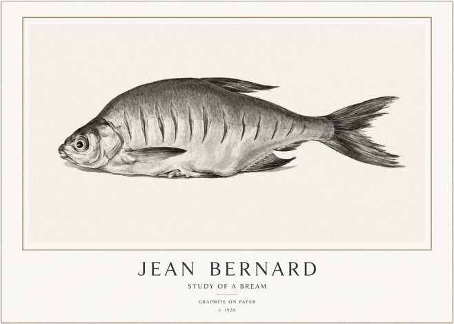 Jean Bernard Study of a Bream No1 - Plakat