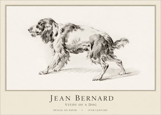 Jean Bernard Study of a Dog V No1 - Plakat
