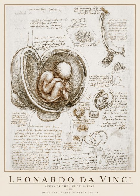 Leonardo da Vinci Studies of the Fetus in the Womb No4 - Plakat