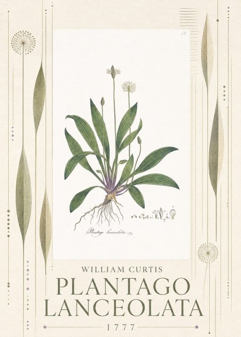 William Curtis Plantago Lanceolata II No5 - Plakat