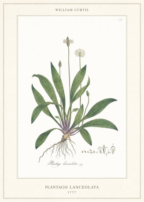 William Curtis Plantago Lanceolata II No6 - Plakat