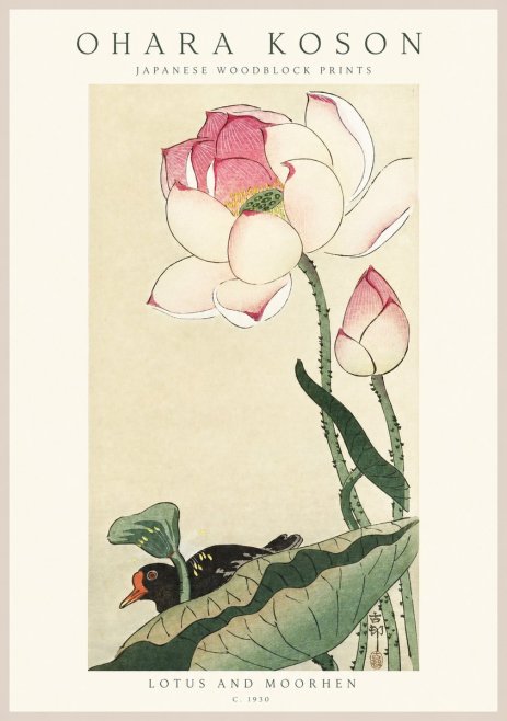 Ohara Koson Lotus and Moorhen No1 - Plakat