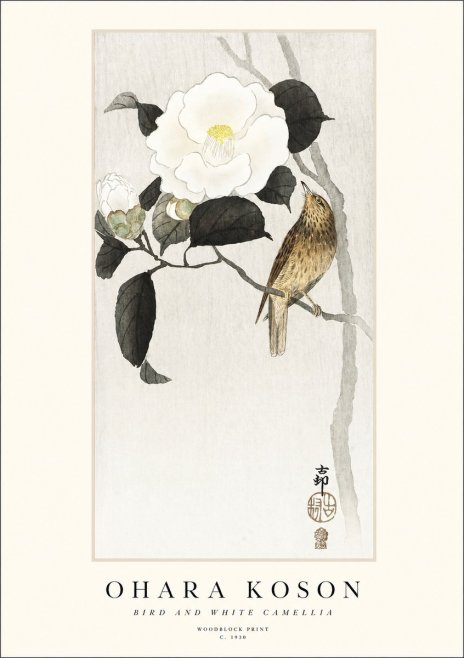 Ohara Koson Bird and White Camellia No1 - Plakat