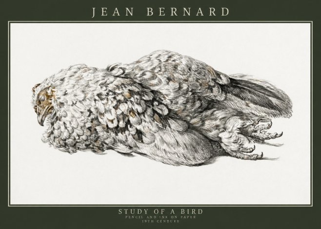 Jean Bernard Study of a Bird I No3 - Plakat