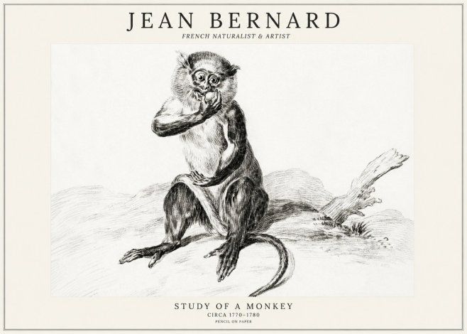 Jean Bernard Study of a Monkey No3 - Plakat