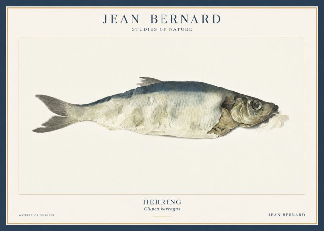 Jean Bernard Herring No3 - Plakat
